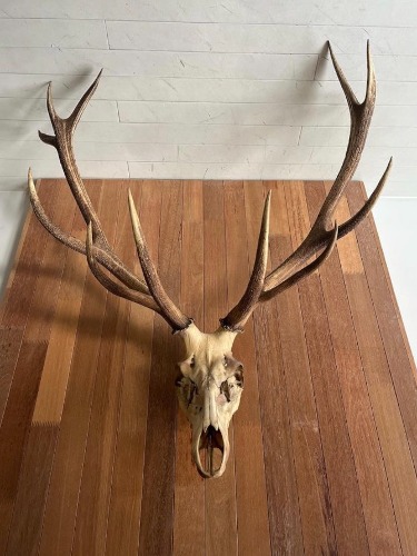 초대형 isolated red deer hunting trophy